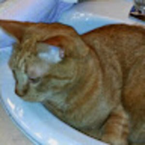 Meet your Posher, Jodi